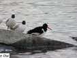 Haematopus ostralegus