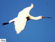 Platalea leucorodia