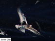 Pluvialis squatarola
