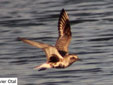 Pluvialis squatarola