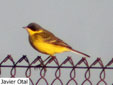 Motacilla flava thunbergi