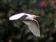 Bubulcus ibis