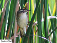 Acrocephalus schoenobaenus