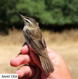 Acrocephalus schoenobaenus