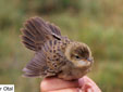 Luscinia svecica