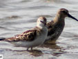 Calidris minuta