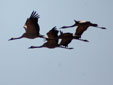 Grus grus