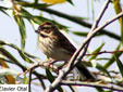 Emberiza schoeniclus
