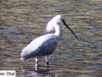 Leucorodia platalea