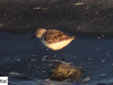 Calidris alba