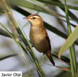 Acrocephalus schoenobaenus