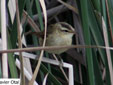 Acrocephalus schoenobaenus