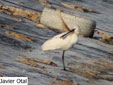 Platalea leucorodia