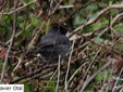 Sylvia melanocephala