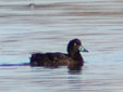 Aythya fuligula
