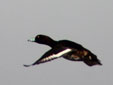 Aythya fuligula