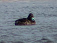 Aythya fuligula