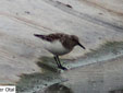 Calidris alba