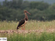 Ciconia nigra