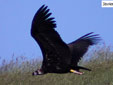 Aegypius monachus