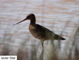 Limosa limosa