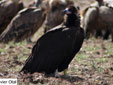 Aegypius monachus