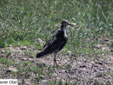 Philomachus pugnax