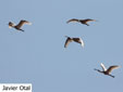 Platalea leucorodia