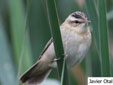 Acrocephalus schoenobaenus