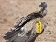 Gyps fulvus