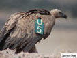 Gyps fulvus