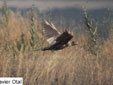 Corvus corax