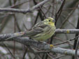 Emberiza citrinella