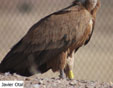 Gyps fulvus