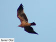 Aquila adalberti