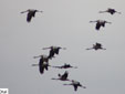 Grus grus