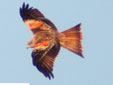 Milvus milvus