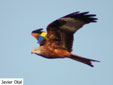 Milvus milvus