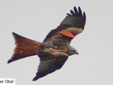 Milvus milvus