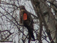 Milvus milvus