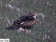 Milvus migrans