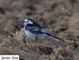 Motacilla alba yarrellii