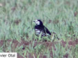 Motacilla alba yarrellii