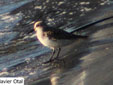 Calidris alba