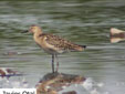 Calidris pugnax