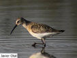 Calidris ferruginea