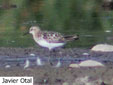 Calidris minuta