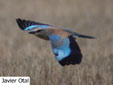 Coracias garrulus