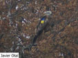 Milvus milvus