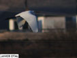 Egretta alba